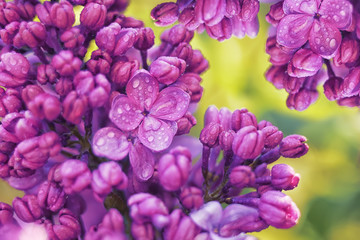 Wall Mural - Spring flowering lilac in the garden. natural spring background. Delicate flowers in raindrops close-up.