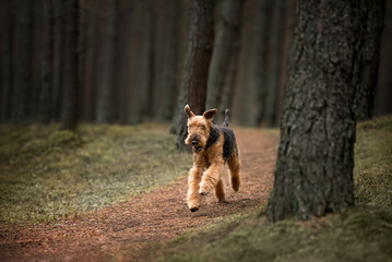 Wall Mural - happy airedale terrier dog running in the forest