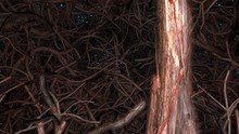 Tree Branches Twigs Trunks Roots  - Camera Flies Into Forest . 3d Animation