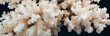 Dry white corals on a dark background. Panorama.