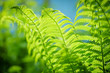 Symbol Wildlife Ecology. Green ecological wildlife concept background. Green leaf of fern in the sun. Wildlife concept. Green Leaf Fern. Ecology concept.