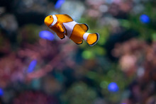 Beautiful Clownfish Swimming