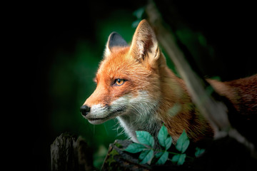 Close up of a Red and White Fox, side view, detail of the head of a fox on the hunt, National geographic.