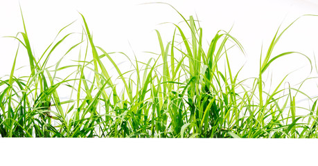 Wall Mural - green grass isolate on white background