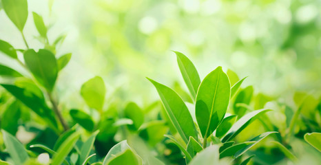 Wall Mural - select focus green leaf with sunshine background