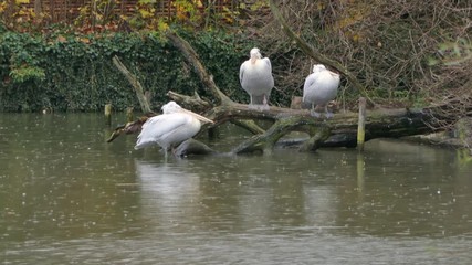 3 dalmatian pelican sitting on a tree branch inside a lake with reflection