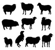 sheep breeding. set of simple vector illustrations on a white