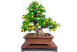 Chinese Diospyros cathayensis Bonsai trees with golden yellow fruits isolated on a white background.