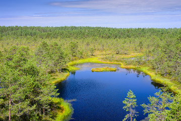 Wall Mural - Viru bog (Viru Raba) in Lahemaa national Park, a popular natural attraction in Estonia. Picturesque landscape with swamp and forest