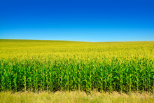 Bright Corn Field With Ripe Ears Corn