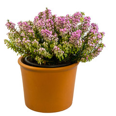 Wall Mural - Isolated potted winter-flowering heather plant