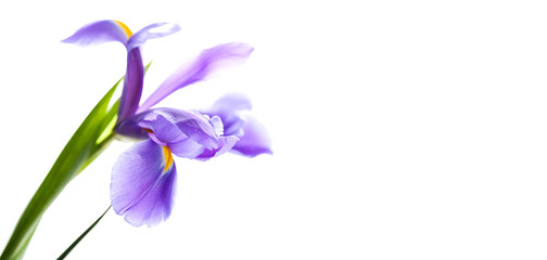 Fotomurales - Purple flower Iris Laevigata isolated on white
