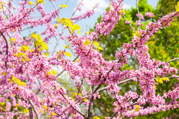 Wall Mural - pink flowers at sunny day, cercis siliquastrum in bloom