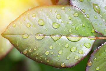 Wall Mural - water drops on a green leaf, wet rose leaves after the rain