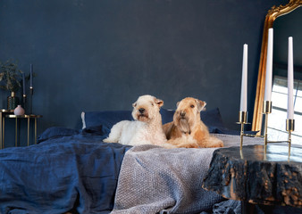 Wall Mural - Curly-haired dogs lie on bed in apartment. The Irish soft-haired wheat Terrier has a special coat-exceptionally silky, soft, and unique color. Beautiful interior, textured blue wall, fashionable style