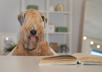 Wall Mural - Curly haired dog located in the apartment. Irish soft-haired wheat Terrier has special coat-exceptionally silky, soft, and unique color. Beautiful white interior, fashionable style