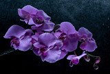 Fototapeta Storczyk - Purple Orchid flowers with water drops on a dark background with smoke and particles