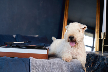 Wall Mural - Curly-haired dogs lie on bed in apartment. The Irish soft-haired wheat Terrier has a special coat-exceptionally silky, soft, and unique color. Beautiful interior, textured blue wall, fashionable style