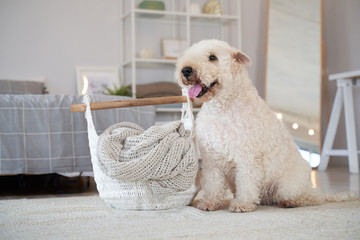 Wall Mural - Curly haired dog located in the apartment. Irish soft-haired wheat Terrier has special coat-exceptionally silky, soft, and unique color. Beautiful white interior, fashionable style