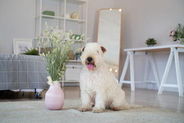 Wall Mural - Curly haired dog located in the apartment. Irish soft-haired wheat Terrier has special coat-exceptionally silky, soft, and unique color. Beautiful white interior, fashionable style