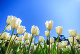 Fototapeta Tulipany - beautiful white spring tulips in a flower garden on a sunny day against a blue sky.