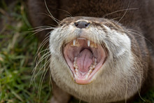 Asian Short Clawed Otter, Aonyx Cinereus, Close Up Portrait Of The Otters Mouth And Teeth While Yawning.