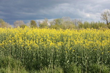 expanse of an immense esplanade of tall yellow flowers with no horizon under a beautiful leaden sky