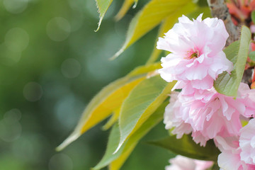 The floral background with beautiful pink sakura. Springtime.