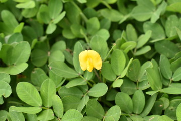 yellow tulips in the garden