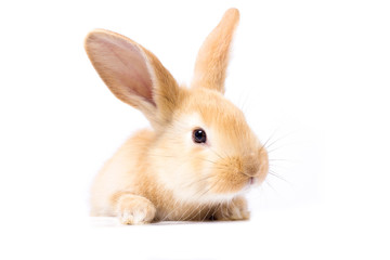 Wall Mural - Red fluffy rabbit looks at the sign. Isolated on white background. Easter Bunny. red rabbit for advertising