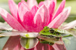 Frog. Green frog sitting in the leaf near a pink lily flower/A pond with a frog and a flower of a lily. Beautiful nature