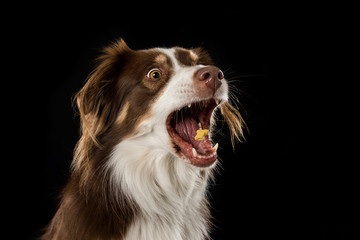 Wall Mural - Australian shepherd dog on black background catching food