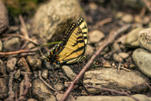 Papilio Glaucus Butterfly Standing On A Ground Between Small Stones
