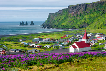 View of basalt stacks Reynisdrangar, black sand beach near Vik and violet lupine flowers and lonely church, South Iceland, summer time