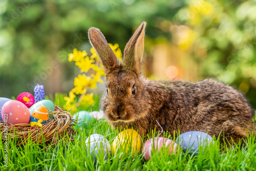 easter bunny and eggs Poster Mural XXL