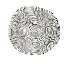 Wall Mural - piece of wood circle with growth rings on a white background. black and white felled tree trunk with