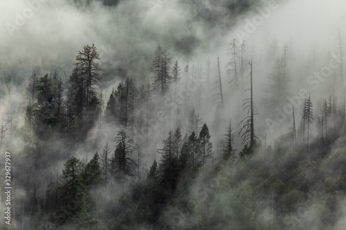 Cuadros en Lienzo Yosemite trees with clouds moving past them