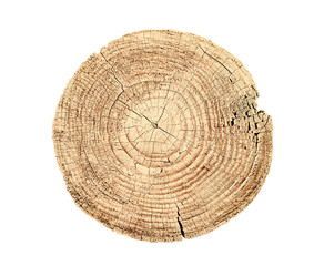 Wall Mural - felled piece of wood from a tree trunk with growth rings isolated on white. natural vintage wood tex