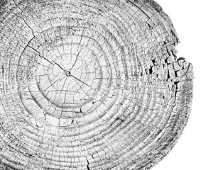 Wall Mural - piece of wood circle with growth rings on a white background. black and white felled tree trunk with