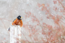 An Adult American Red Breast Bird Perched On A Fence Post During A Snow Storm. There Are Tree Branches In The Background. Snow Is Falling Heavily. The Bird Has A Black Head, Orange Beak And Red Chest.