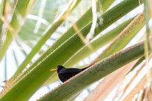 Black Bird With Yellow Beak Perched On A Green And Yellow Branch Of A Palm Tree