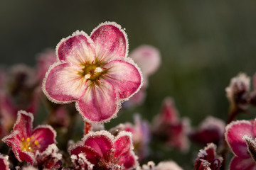 Wall Mural - frosty pink flower 