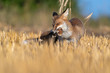 The fox holds a hamster in its mouth as its prey
