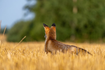 Wall Mural - Fox on the field from behind and looking around