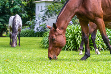 Horse grazing on green grass in the tropical garden. Tanzania, Africa