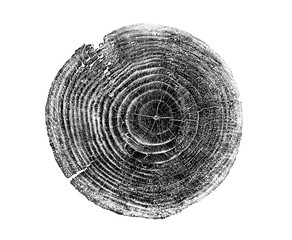 Wall Mural - piece of wood circle with growth rings on a white background. black and white felled tree trunk with