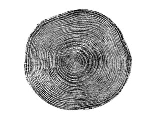 Wall Mural - piece of wood circle with growth rings on a white background. black and white felled tree trunk with