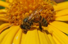 Bee On Yellow Flower Closeup