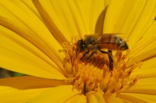 Bee On Yellow Flower Closeup