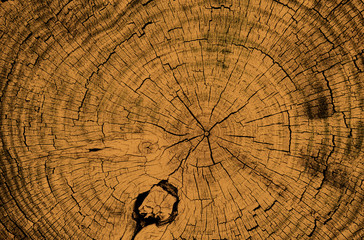 Wall Mural - vintage wood texture from felled tree trunk with growth rings and cracks